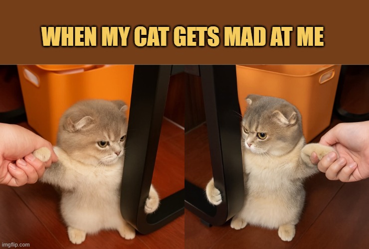 My cat