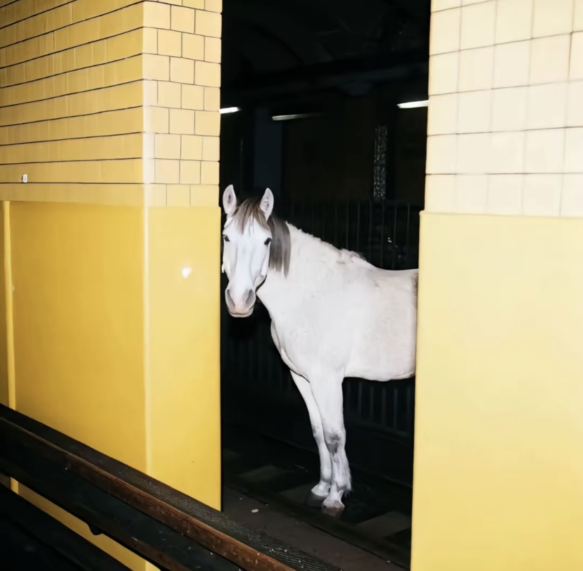 Funny horse