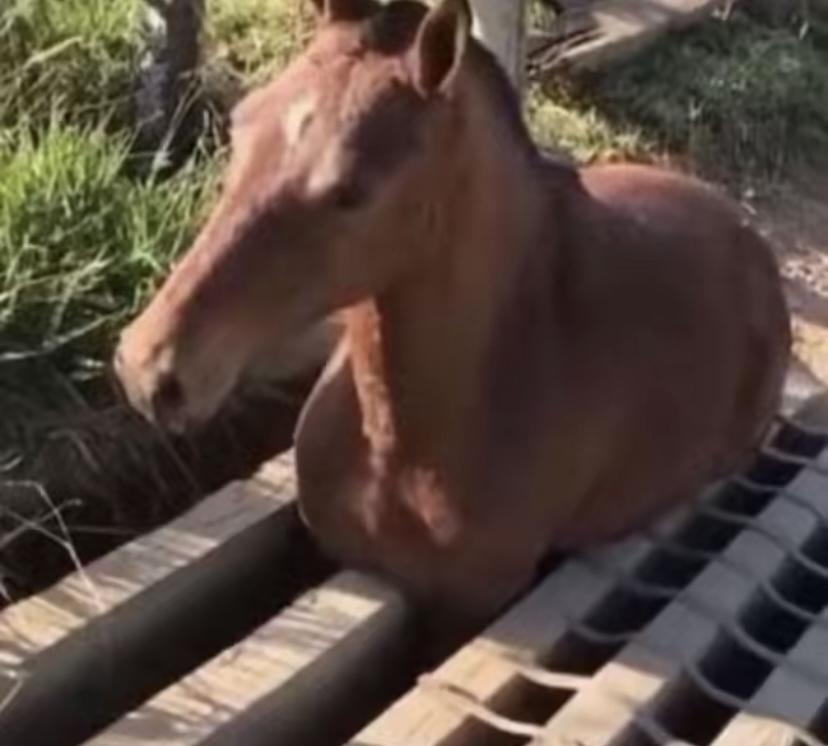 Funny horse 2