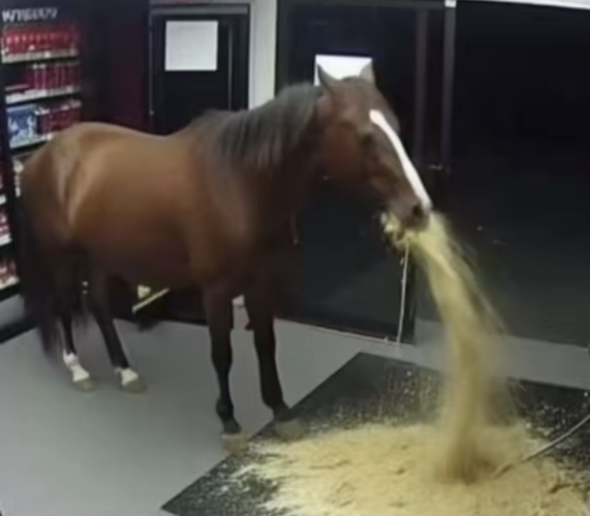 Funny horse 3