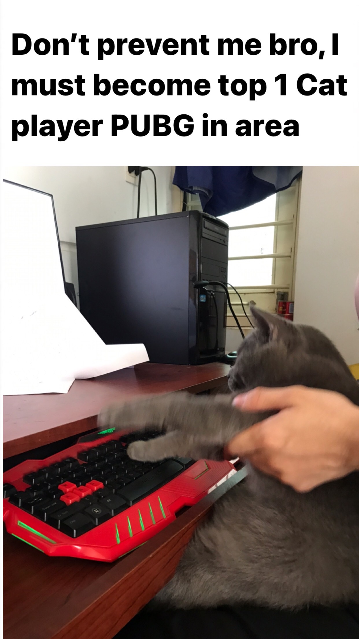 meme Top 1 Cat Gaming