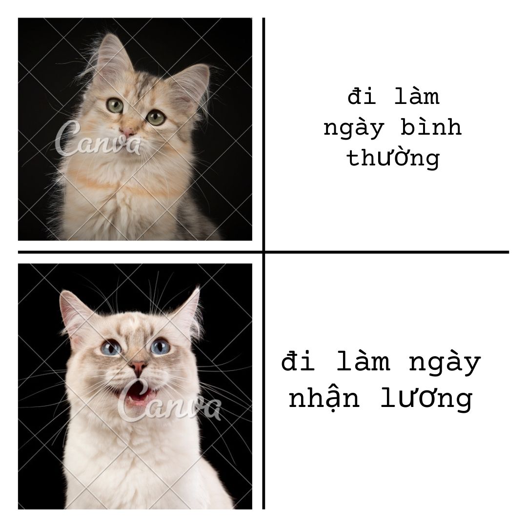 meme chắc phải đợi hơi lâu