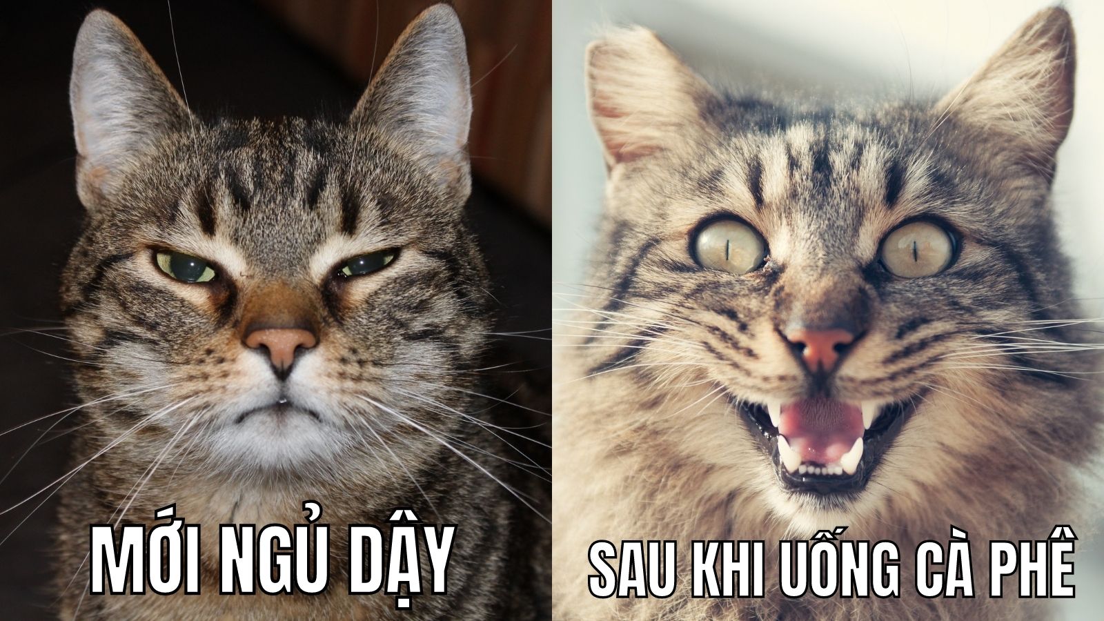 meme Sáng nay, kiểu như này