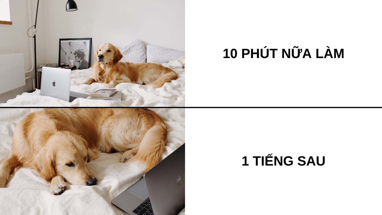 meme Làm việc ở nhà