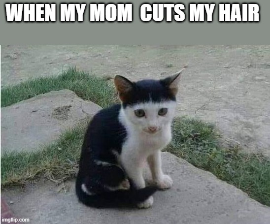 meme Free barber 