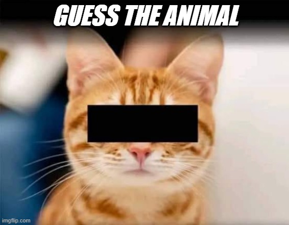 meme Don't say cat 