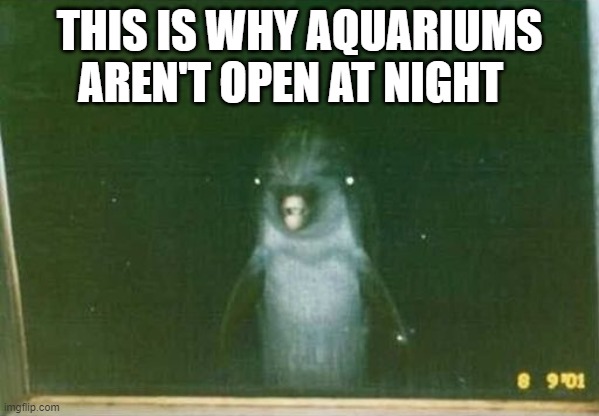 meme that dolphins look. 