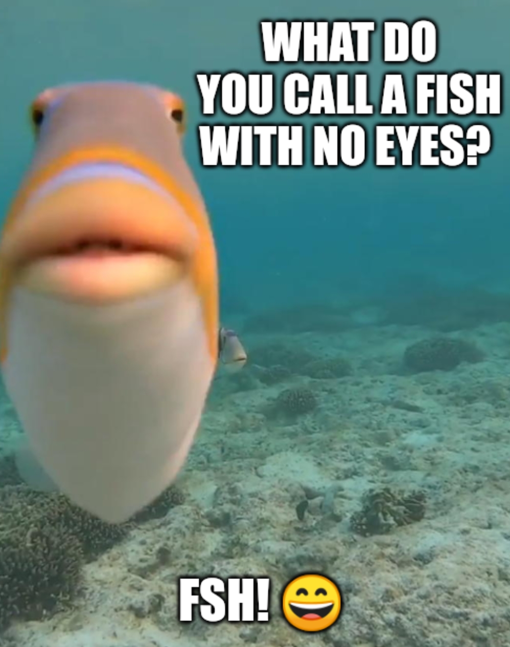meme Fish eye 👀
