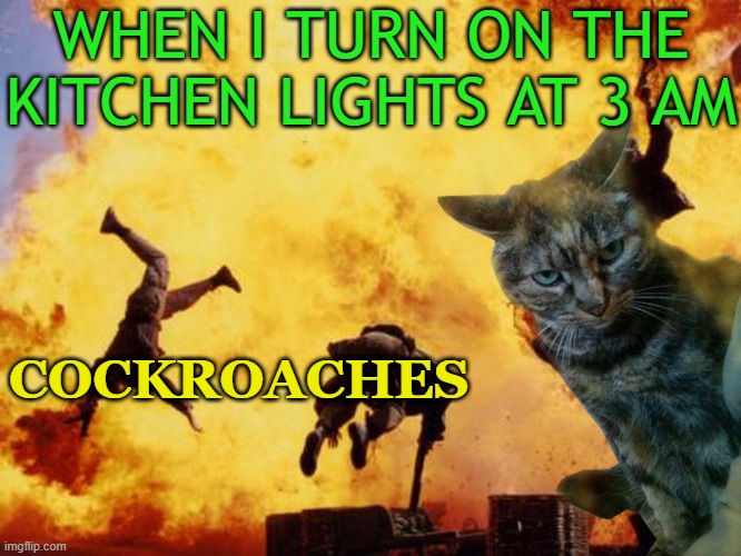 meme cockroaches when i turn on the kitchen lights 