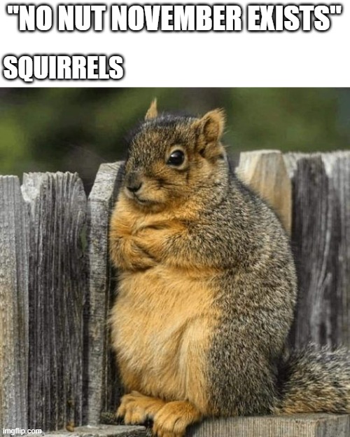 meme squirrels in NNN