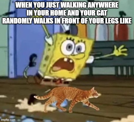 meme  cat randomly walks in front of your legs like