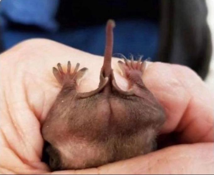 Timeline brightener: bats have buttcheeks
Now you know 