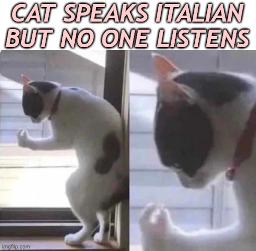 meme Italian cat 