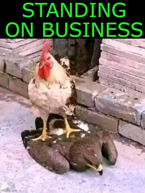 meme cock on a hawk
