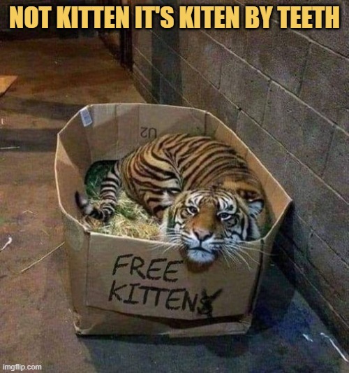 meme Free kitten 