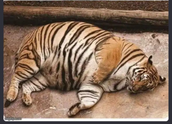 meme What the heck.
Aren't tigers suppose to be sleeping in the forest.