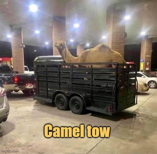 meme Camel tow 