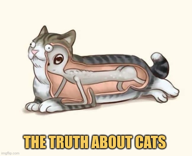meme The truth about cats