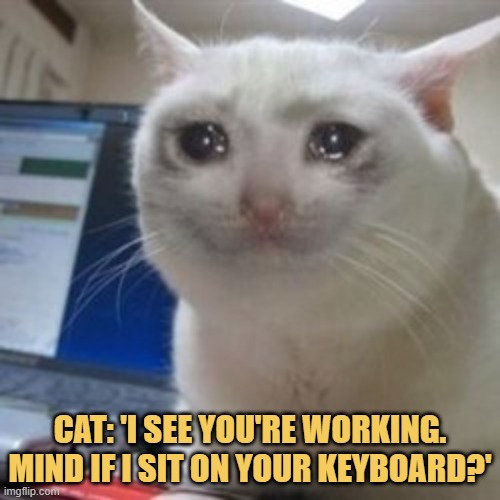 meme Cat: I see you're working. Mind if I sit on your keyboard?