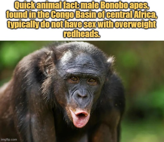 meme Research has shown that this is because there aren't many overweight redheads in the Congo Basin