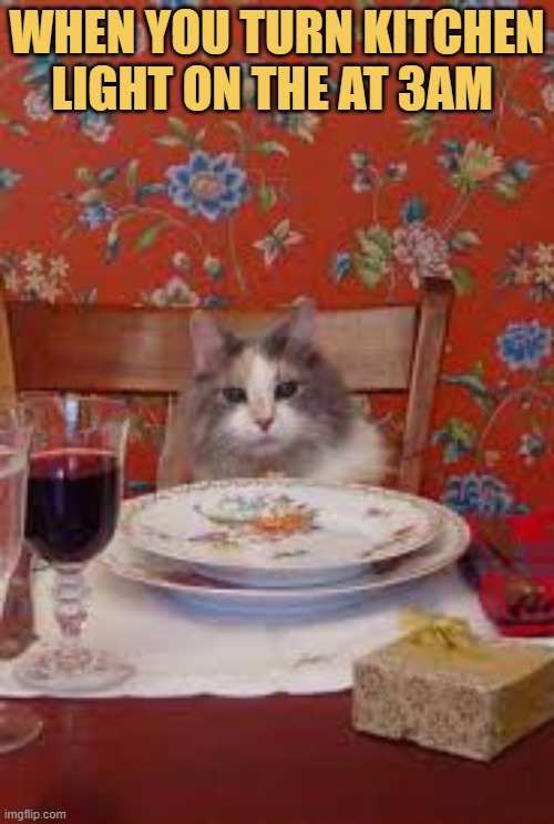 Cat is ready to dinner 