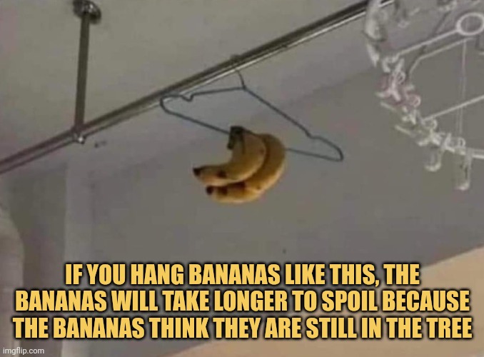 meme If you hang bananas like this, the bananas will take longer to spoil because the bananas think they are still in the tree