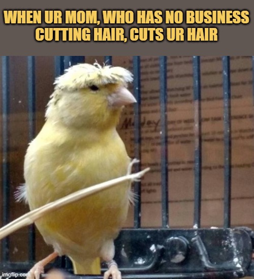 meme Mom's hair cut 