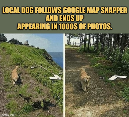 meme Local dog follows Google Map snapper
and ends up appearing in 1000s of photos.