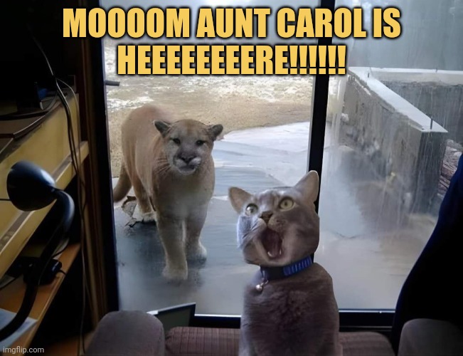 meme MOOOOM AUNT CAROL IS
HEEEEEEEERE!!!!!!