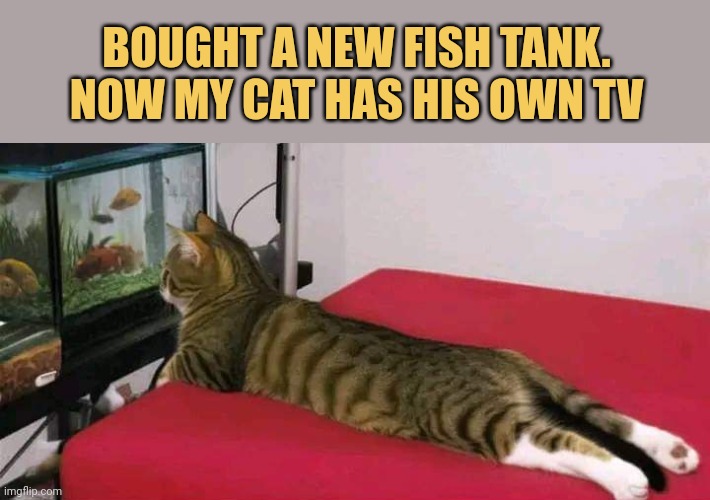 meme Bought a new fish tank.
Now my cat has his own TV