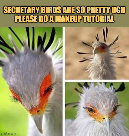 meme secretary birds are so pretty ugh
please do a makeup tutorial