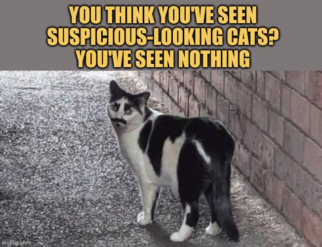 meme You think you've seen suspicious-looking cats? You've seen nothing