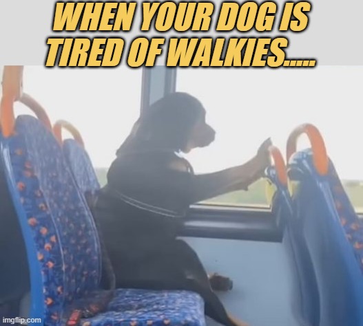 meme When your dog is tired of walkies.....