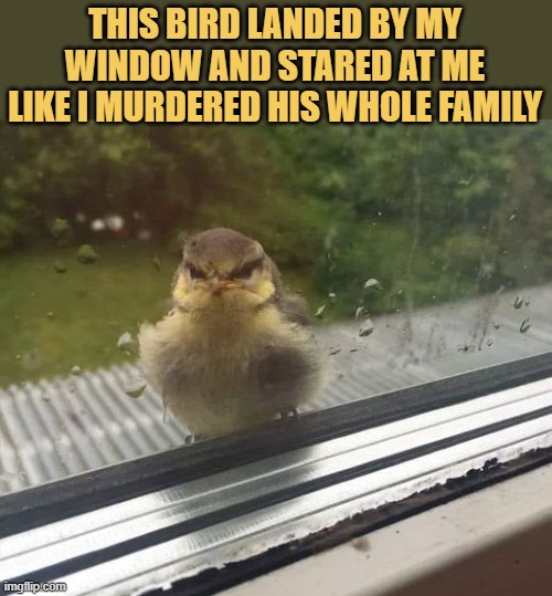 meme One angry bird 