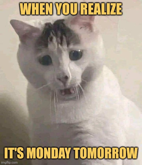 meme it's Monday tomorrow