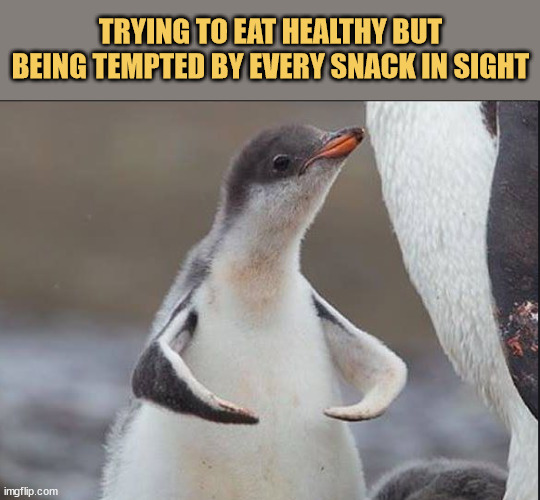 meme Healthy eating, until snacks take control of the situation
