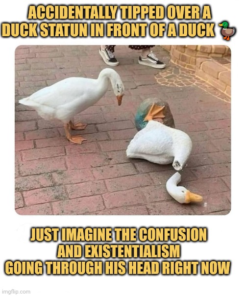 meme Accidentally tipped over a duck statun in front of a duck 🦆