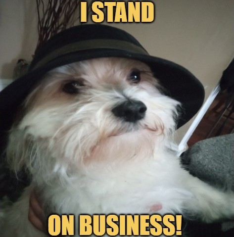 meme  Dog Becomes A Professional Gangster