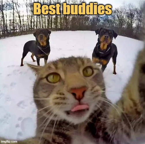 meme Best buddies