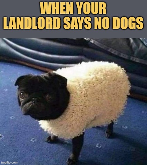 When your landlord says no dogs