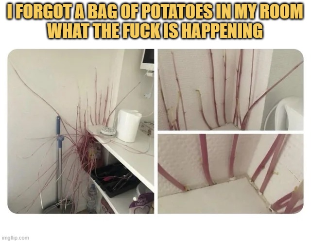 Dont grow potatoes in your room (pro tip)