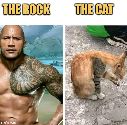 The rock