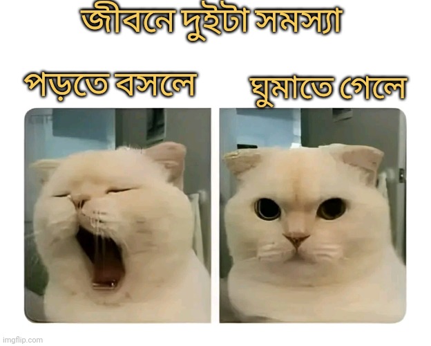 জীবনের দুইটা সমস্যা 