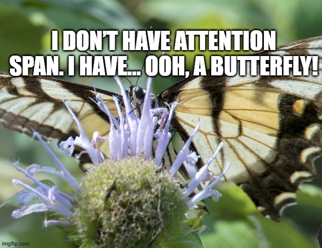 I don’t have attention span. I have… ooh, a butterfly!
