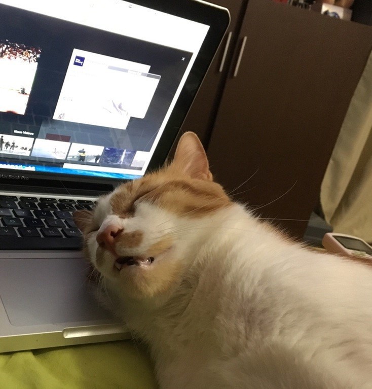 When even your cat is bored of the Zoom meeting