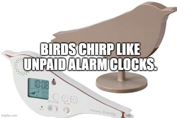 Birds chirp like unpaid alarm clocks.